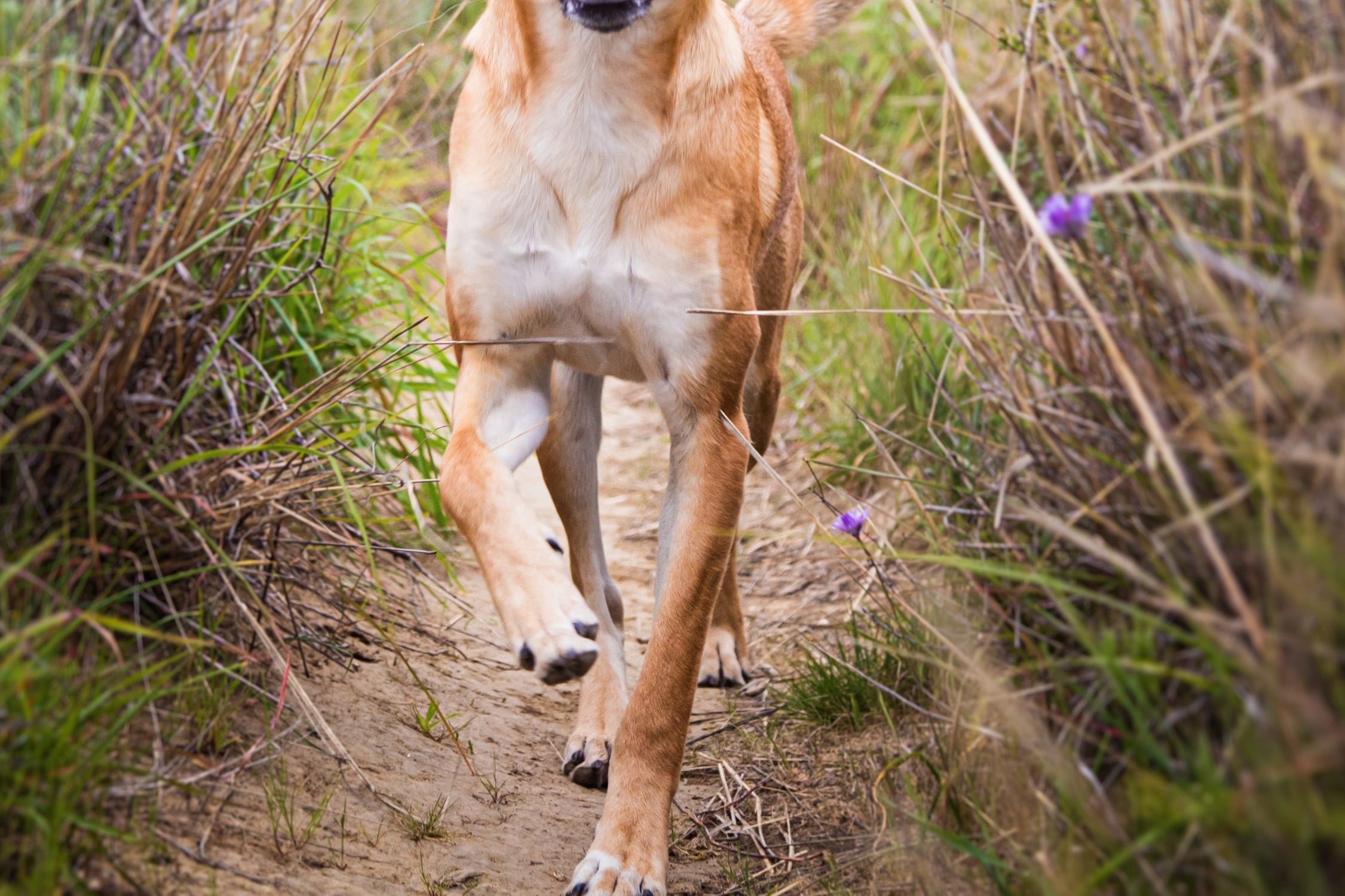 Rustic Training Cookies