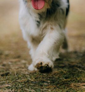 Paws & Pastries Exploration Pack