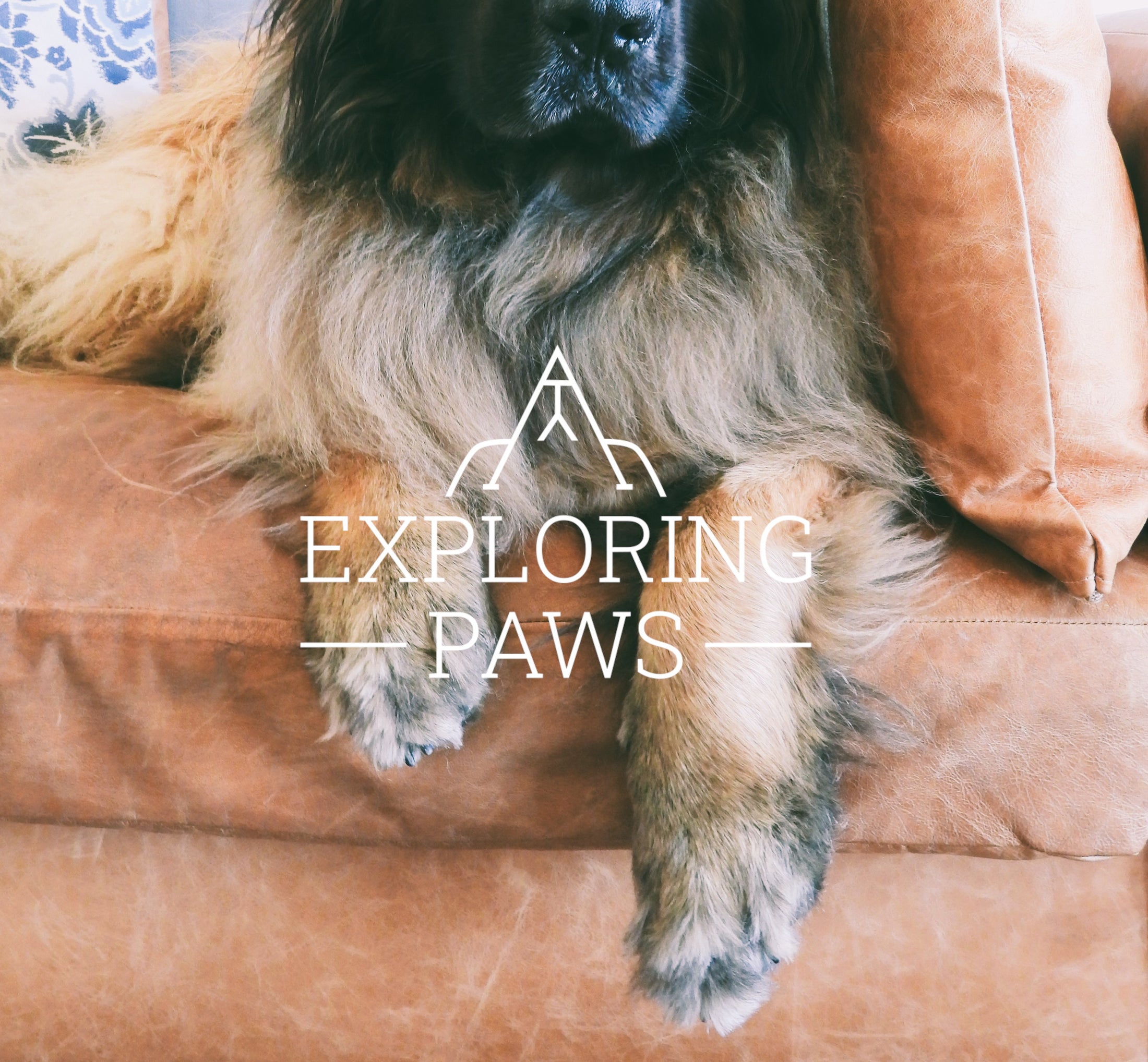 Zen Paws Adventure Pack