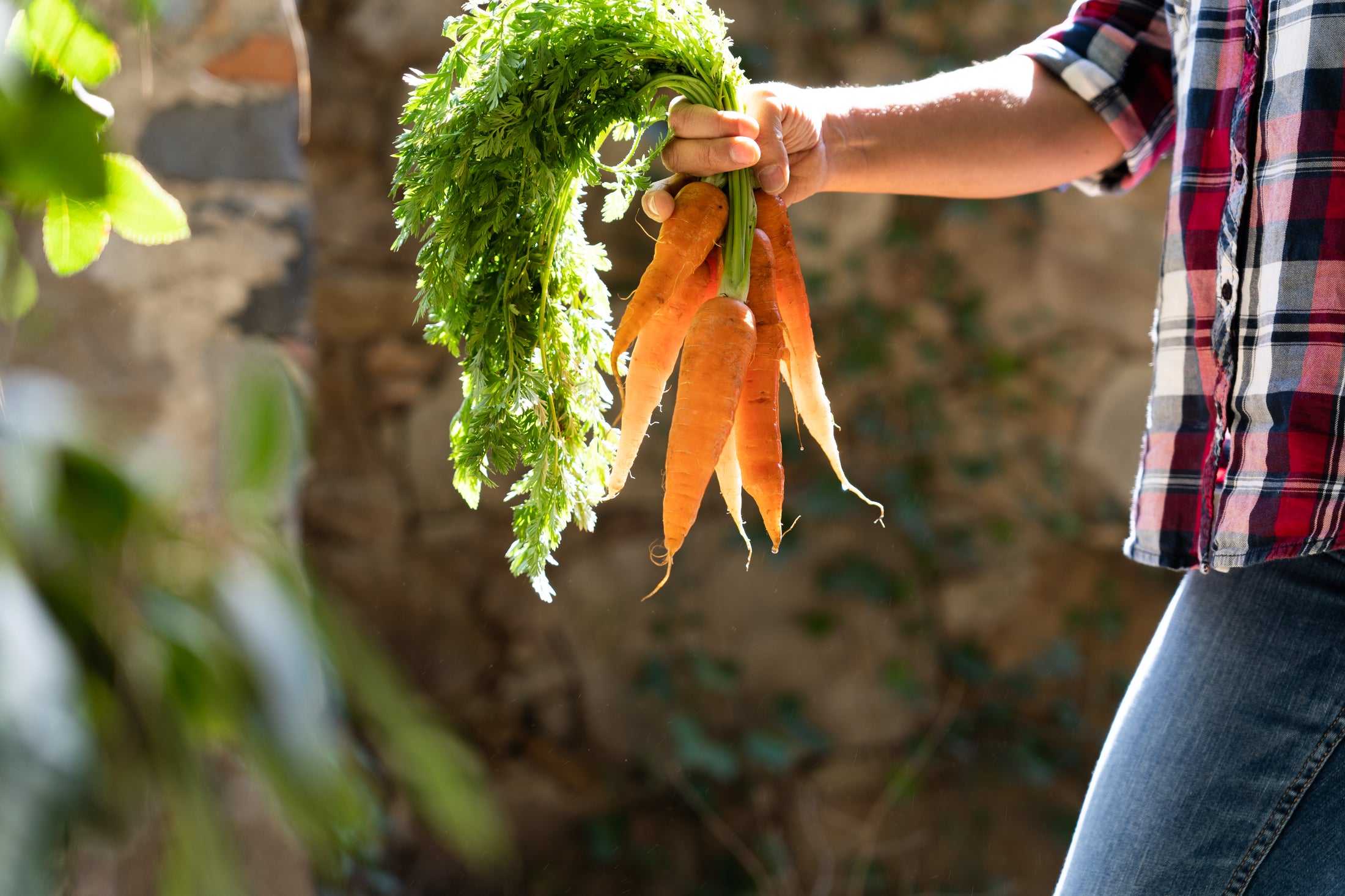 Carrot Cake Doggo-Chino Cafe Cookie