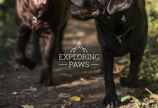 Pawsome  Harmony Box