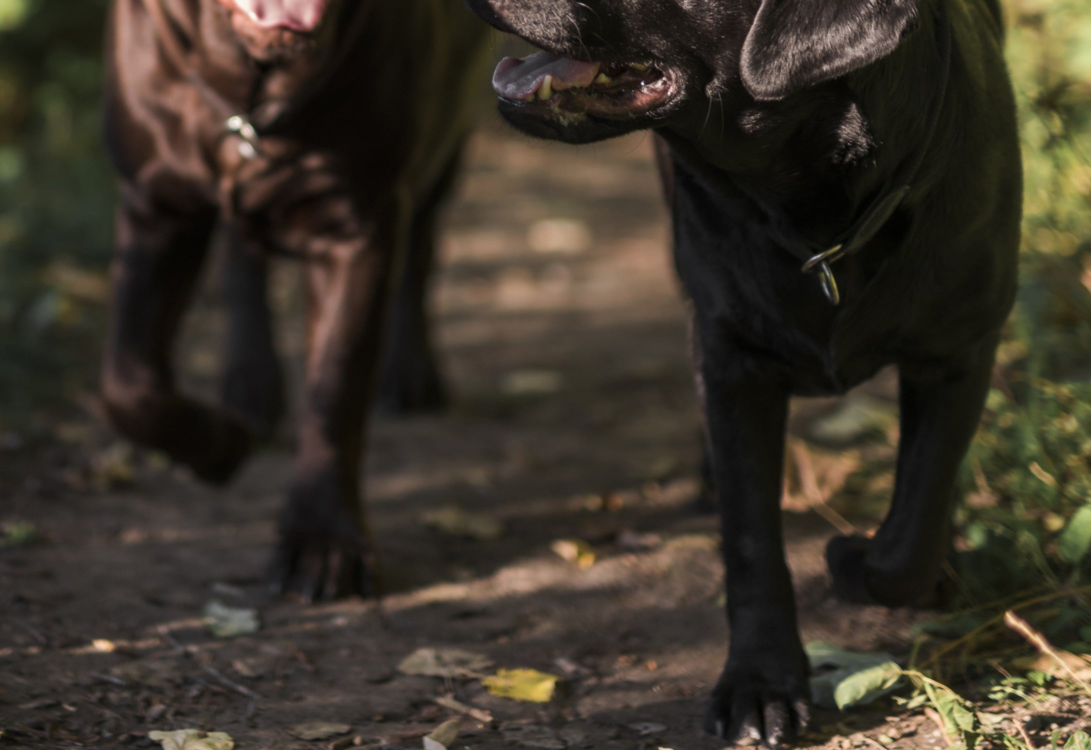 Pawsome  Harmony Box