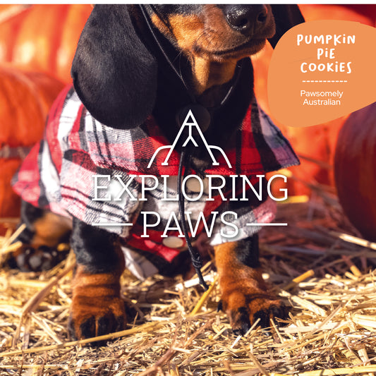 Pumpkin Pie Doggo-Chino Cafe Cookies