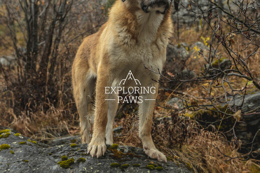 BarkQuest Adventure Box